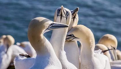 开云体育-詹姆斯将复出对阵步行者 施罗德戴维斯亦回归